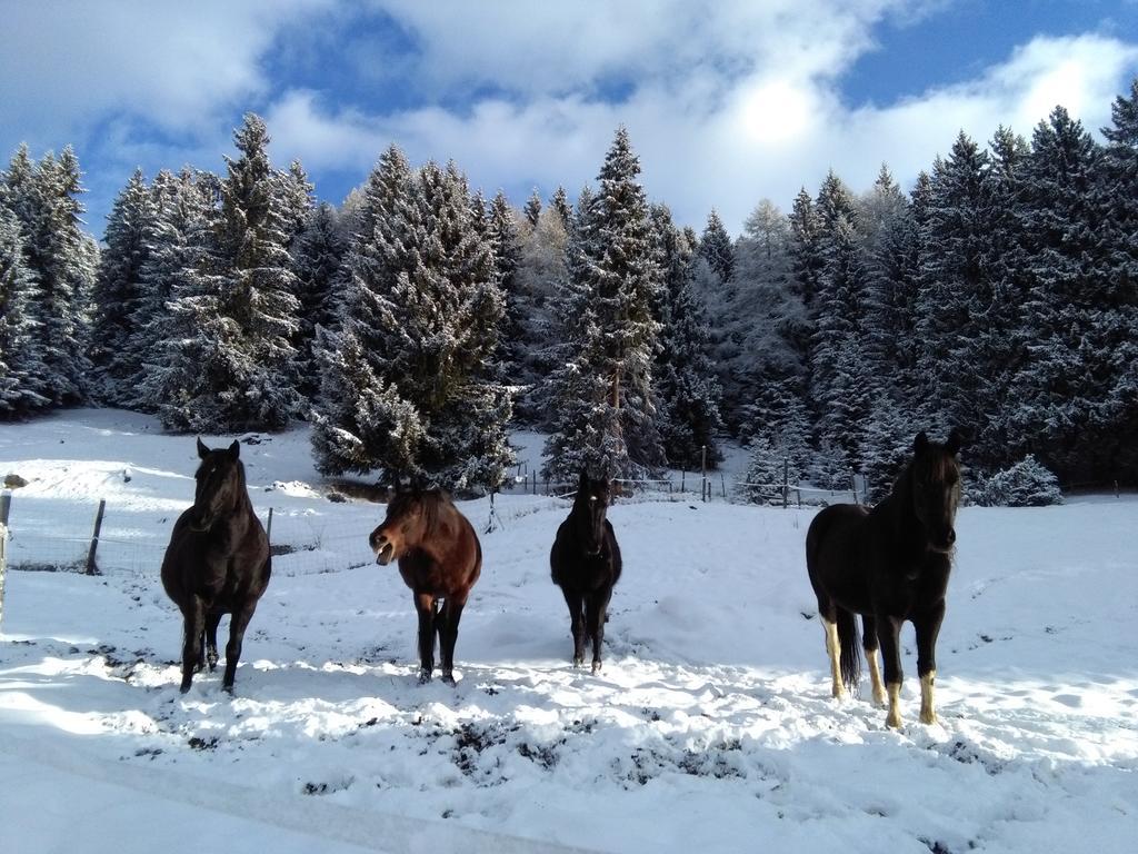 Agriturismo Valsaviore Cevo Dış mekan fotoğraf